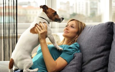 Transform Your Pet’s Travel with the Perfect Custom Dog Box