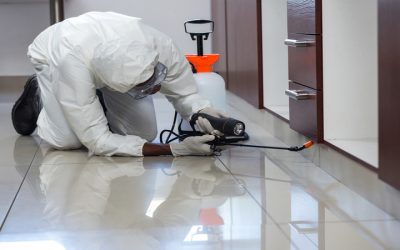 Boost Workplace Safety With Commercial Pest Control Saint John Solutions