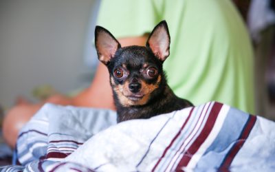 Simplify pet parenting by choosing reliable pet care Boca Raton FL for your beloved animals