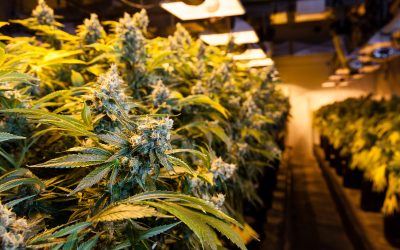 Understanding If THCA Federally Legal Impacts Access and Compliance for Americans