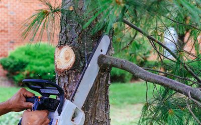 How a Certified Arborist in Jacksonville FL, Can Prevent Storm Damage to Your Landscape