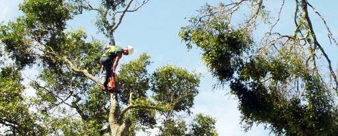 Do You Need Stump Grinding in St. Augustine, FL on Your Property?