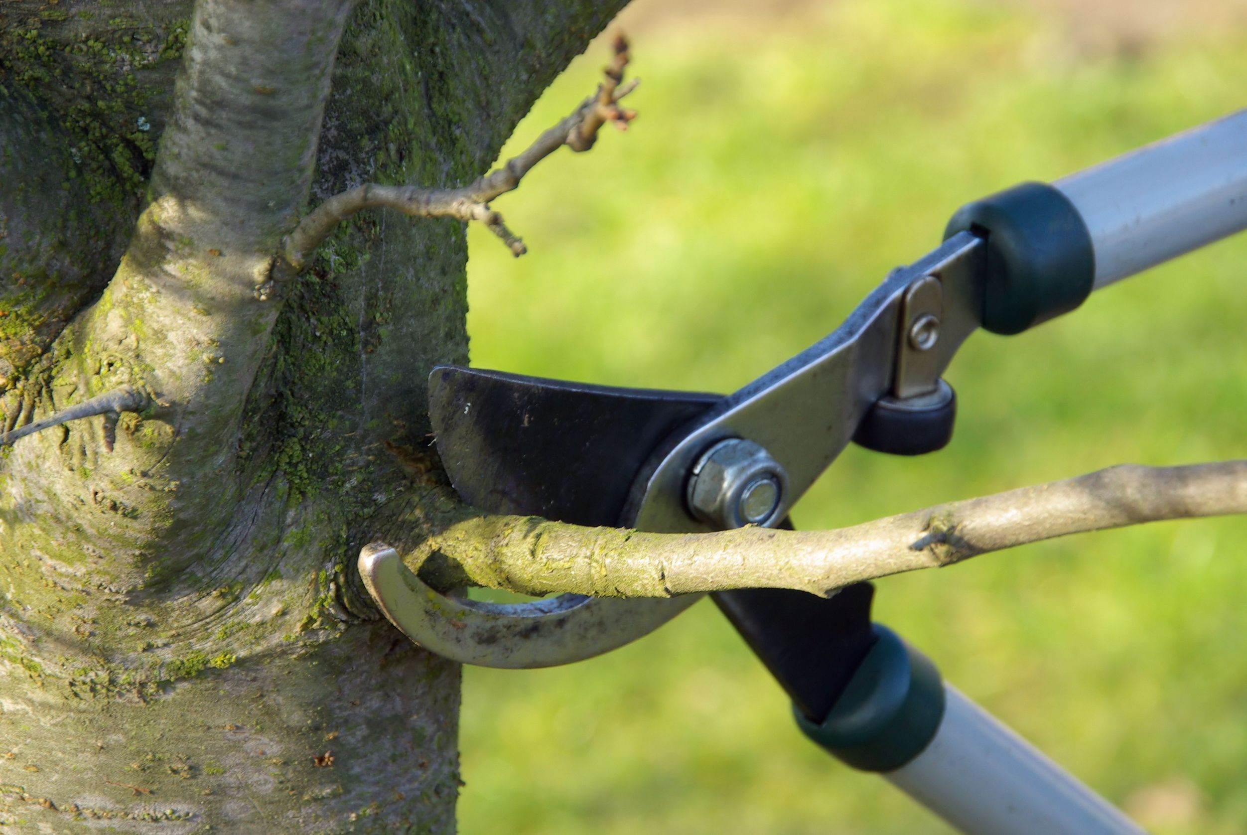 ​How to Handle a Tree Emergency in Kitchener