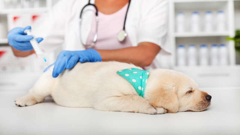 Veterinary Hospital: Preventative Care