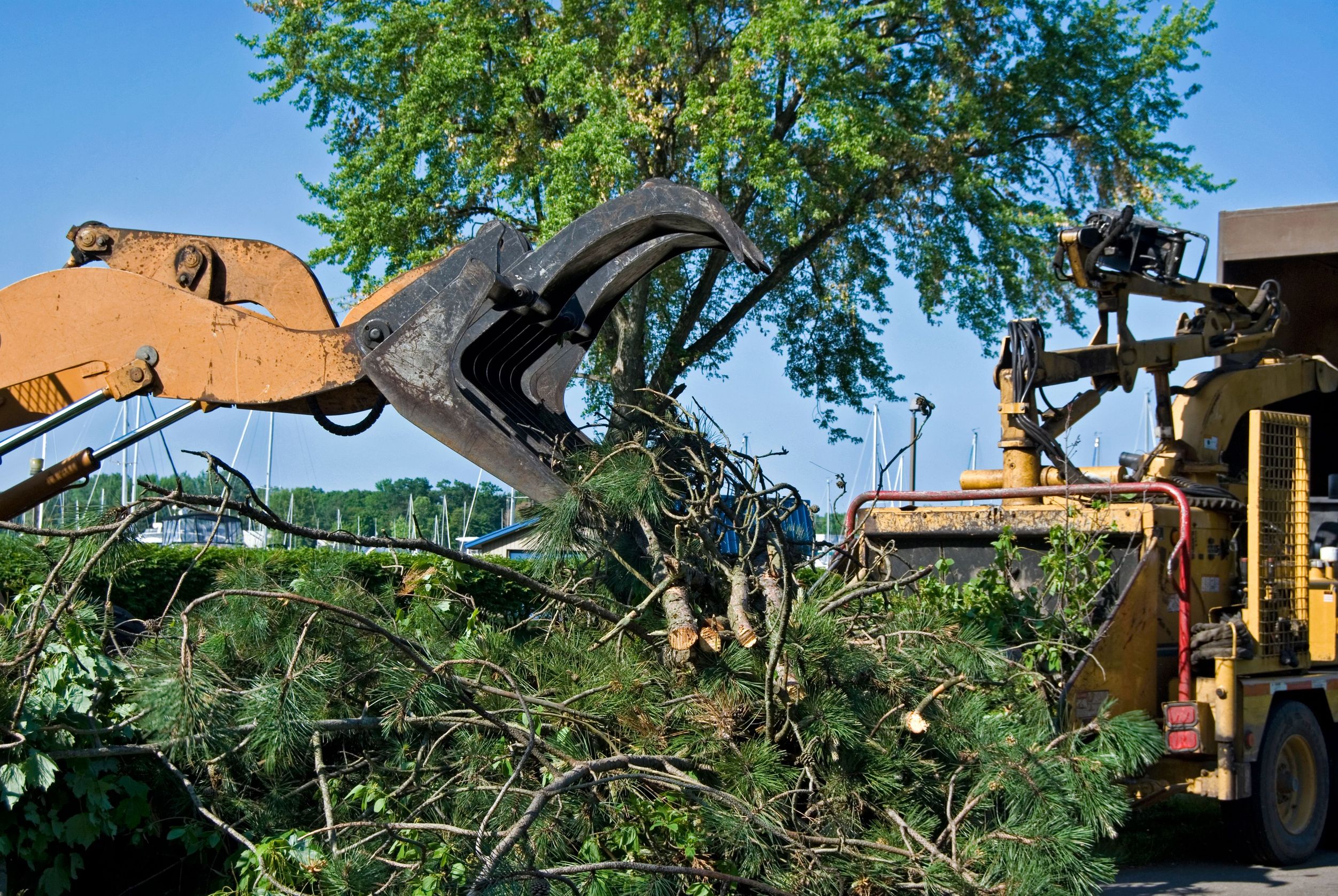 Why Santa Rosa, CA Residents Should Invest in Professional Tree Care Services