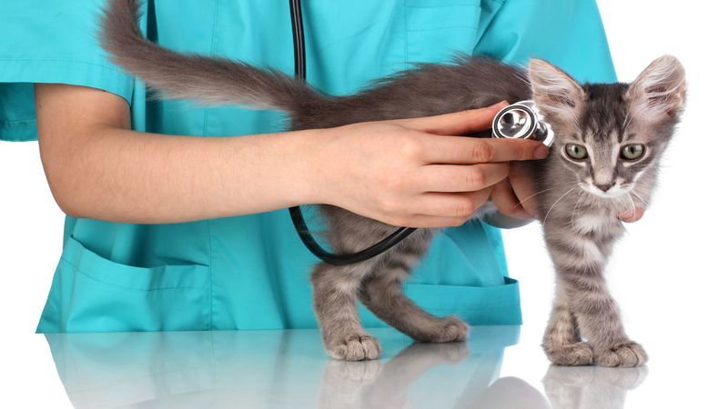 Emergency Animal Hospitals in Sarasota, FL: What You Need to Know