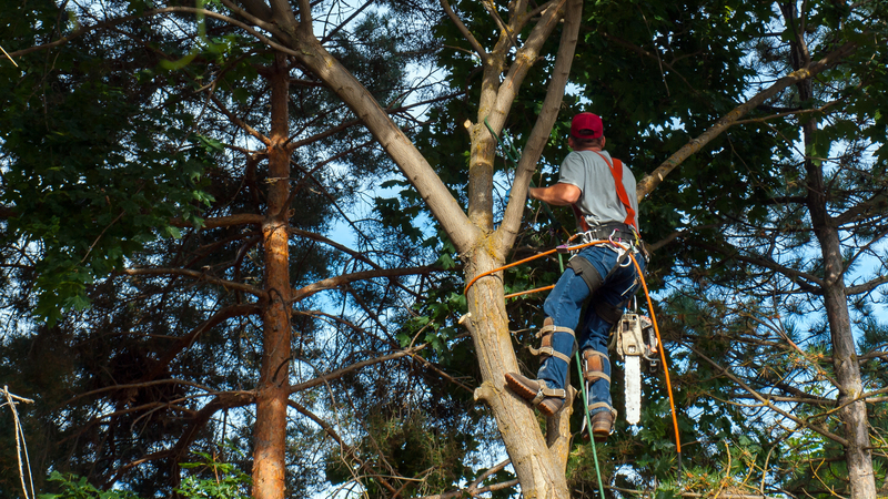 Maintain Curb Appeal Year Round With Tree Service Lafayette LA Solutions