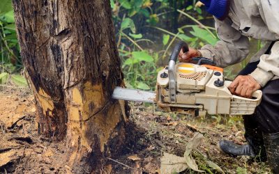 Use Commercial Tree Services In Monterey CA For Storm Damage Clean Up