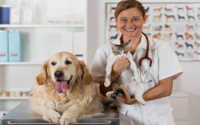 Benefits of Choosing Veterinary Services Saskatoon for Your Family’s Furry Friends