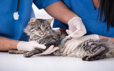 Common Questions About Pet Vaccinations Lakeland FL Every Pet Owner Should Know
