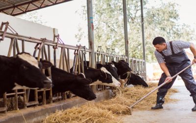 Choosing an Animal Feed Supplier Winkler MB for Reliable Farm Supply Solutions