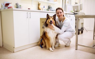 Canine Obedience Training Tucson AZ Solutions That Address Common Behavioral Issues