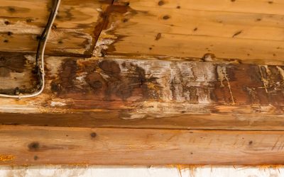 Fast Solutions for Water Damage Cleanup in Naperville, IL to Protect Your Home