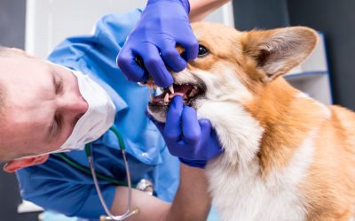 Dog Teeth Cleaning Coral Springs Guide for StressFree Pet Dental Care