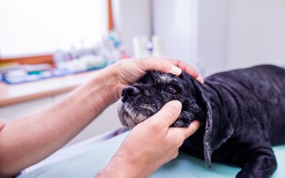 The Role of a Veterinary Hospital Clinic Lafayette LA in Emergency Pet Services