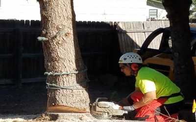 Transform Your Outdoor Space With Local Tree Care Services Longmont CO Homeowners Trust
