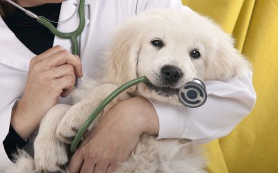 5 Ways Pet Daycare IN Chicago IL Supports Your Pets Social and Emotional Wellbeing