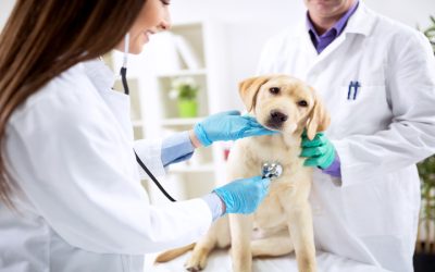 Bring Home Happiness With Goldendoodle Puppies For Sale In Star, ID Choices for Families