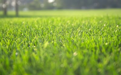 Why Do Artificial Turf Seams Collect Debris Differently Than Open Turf Areas?