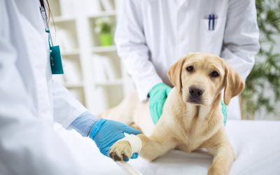 Find peace of mind with Murrells Inlet SC Dog Care solutions for busy pet parents