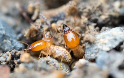 Proven Home Protection Benefits from Termite Control Cedar Grove, NJ Experts