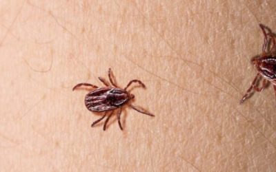 Protect Your Family from Bites with Mosquito Control Barnstable County MA Solutions