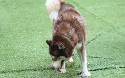 Why Artificial Turf Needs Regular Deodorizing in Arizona Homes